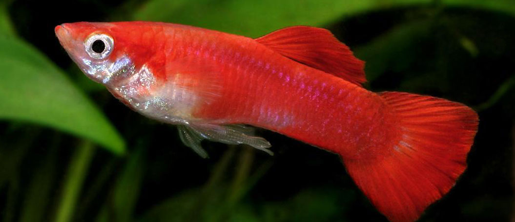 cc攻击免费网页版