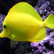 免费ddos平台攻击