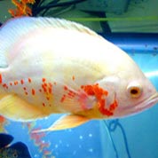 免费ddos在线攻击测试网站